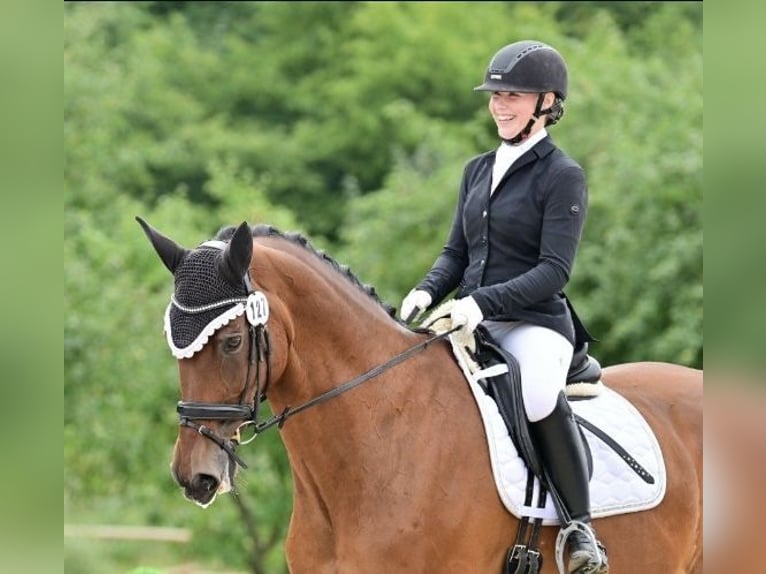 Oldenburgo Caballo castrado 14 años 176 cm Castaño in Großlangheim