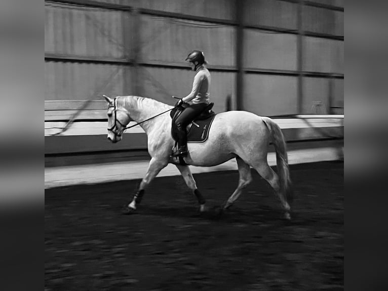 Oldenburgo Caballo castrado 14 años 176 cm Tordo in Rullstorf