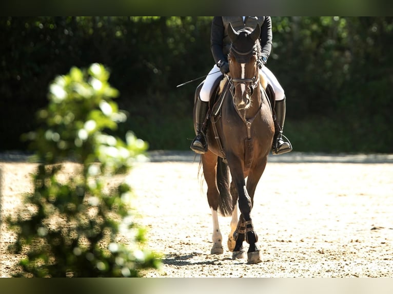 Oldenburgo Caballo castrado 14 años 177 cm Castaño in Aldrans Oldenburgo Caballo castrado 14 años 177 cm Castaño in Aldrans