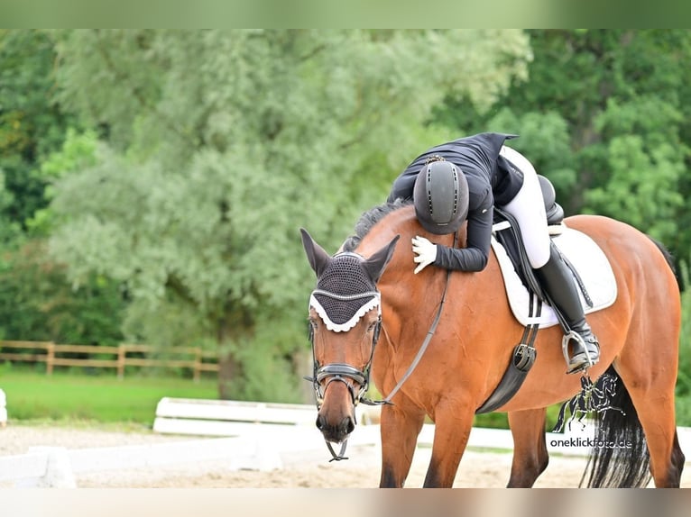 Oldenburgo Caballo castrado 14 años 178 cm Castaño in Großlangheim