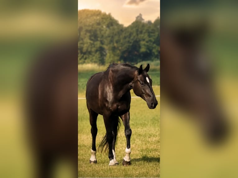 Oldenburgo Caballo castrado 14 años 179 cm Negro in Wietmarschen