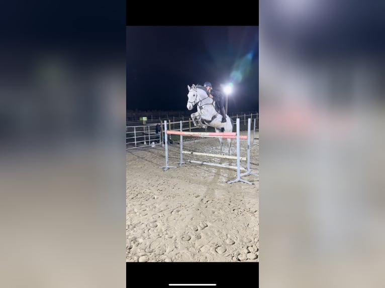Oldenburgo Caballo castrado 14 años 180 cm Tordo in Lauffen am Neckar