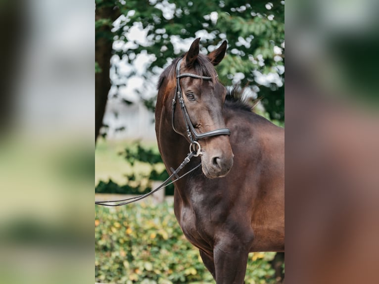 Oldenburgo Caballo castrado 14 años 183 cm Castaño oscuro in Bassum