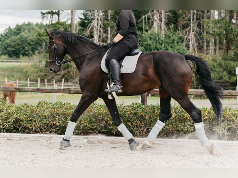 Oldenburgo Caballo castrado 14 años 183 cm Castaño oscuro in Bassum