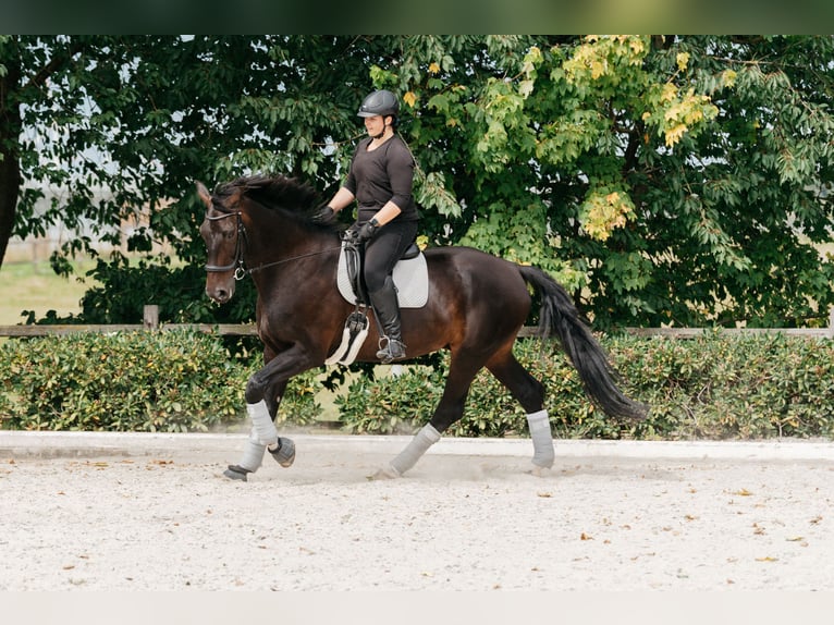 Oldenburgo Caballo castrado 14 años 183 cm Castaño oscuro in Bassum
