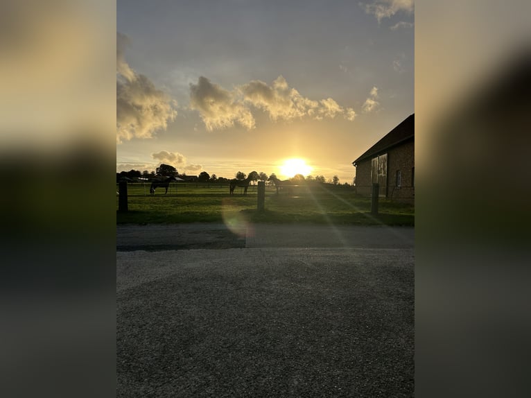 Oldenburgo Caballo castrado 14 años 190 cm Negro in Hagen am Teutoburger Wald