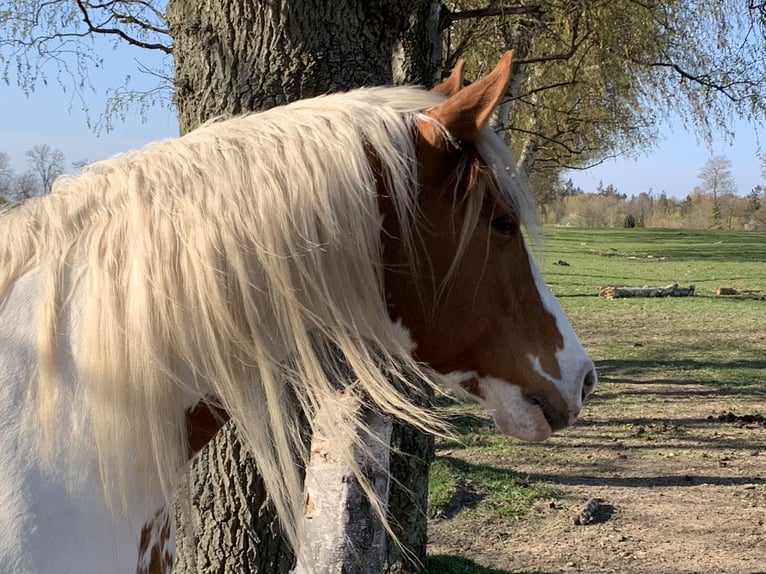 Oldenburgo Mestizo Caballo castrado 15 años 154 cm Pío in Rostock