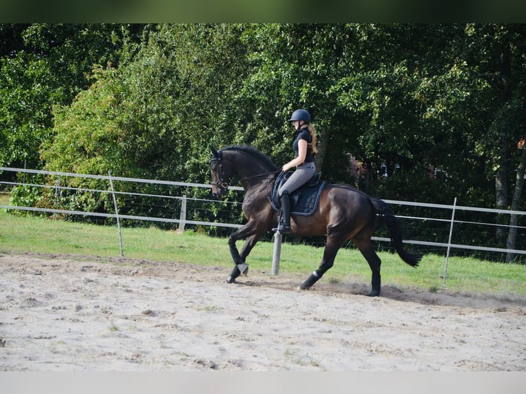 Oldenburgo Caballo castrado 15 años 166 cm Castaño oscuro in Meyenburg