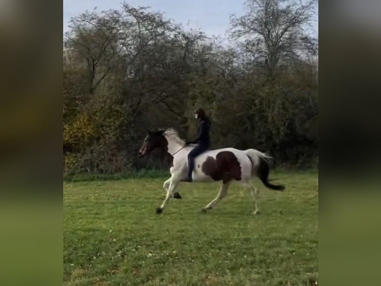 Oldenburgo Caballo castrado 15 años 166 cm Pío in Wedemark