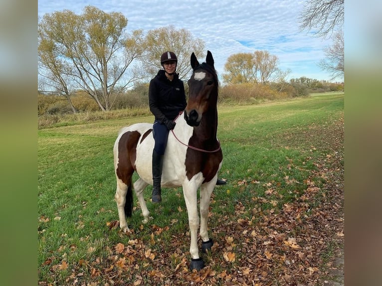 Oldenburgo Caballo castrado 15 años 166 cm Pío in Wedemark