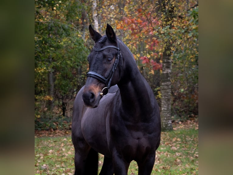 Oldenburgo Caballo castrado 15 años 167 cm Castaño in Molfsee