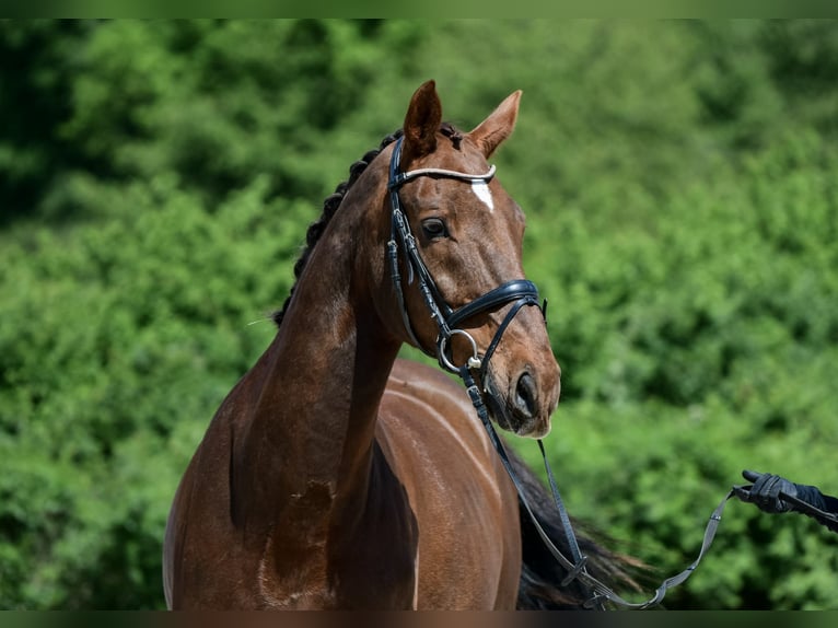 Oldenburgo Caballo castrado 15 años 168 cm Alazán-tostado in Laubach