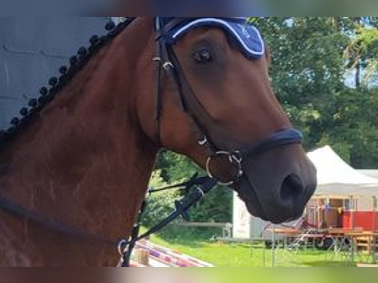 Oldenburgo Caballo castrado 15 años 168 cm Castaño in Höperhöfen