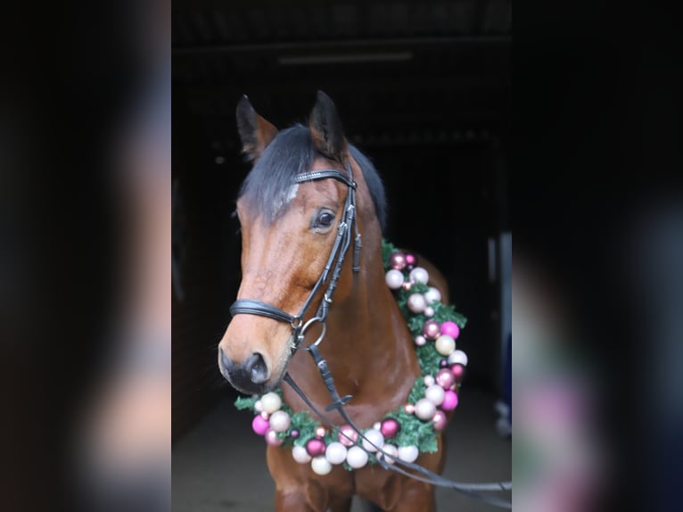 Oldenburgo Caballo castrado 15 años 168 cm Castaño in Höperhöfen