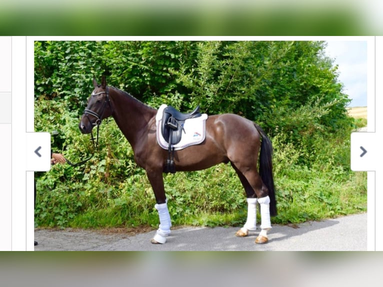 Oldenburgo Caballo castrado 15 años 168 cm Castaño oscuro in Schriesheim