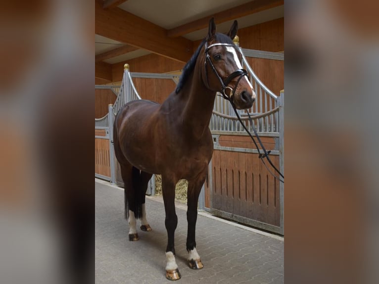 Oldenburgo Caballo castrado 15 años 168 cm Castaño oscuro in Pegnitz