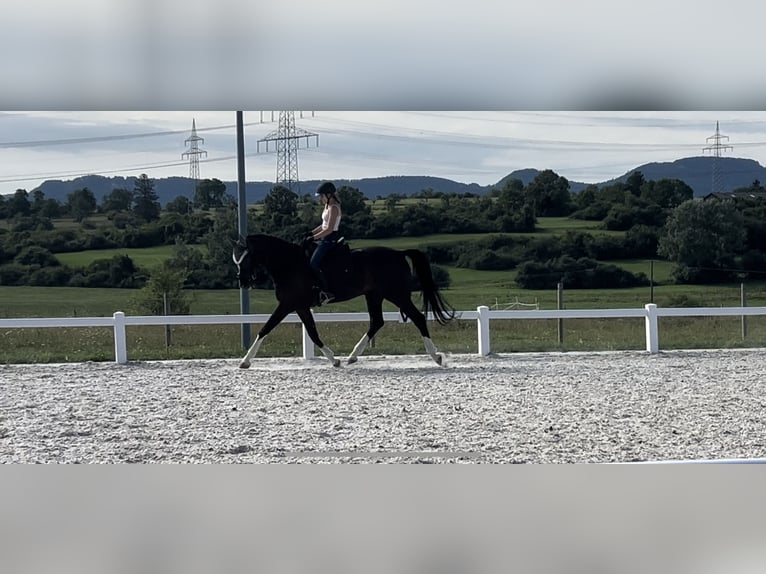 Oldenburgo Caballo castrado 15 años 170 cm Negro in Balingen
