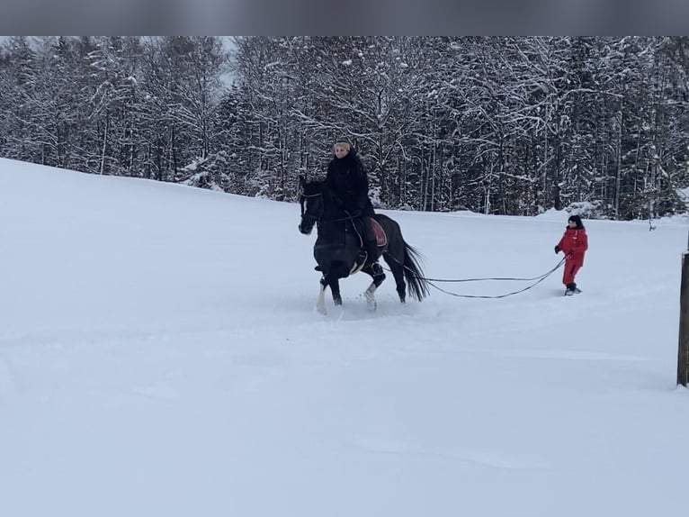 Oldenburgo Caballo castrado 15 años 170 cm Negro in Balingen