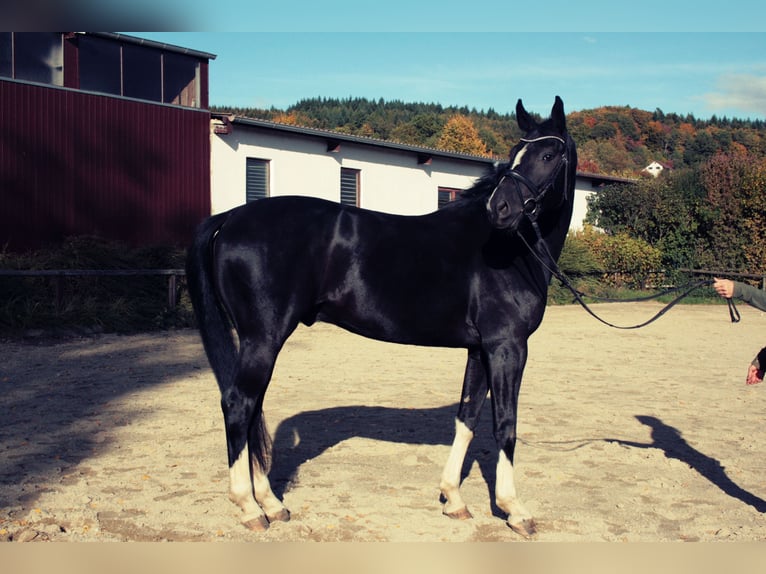 Oldenburgo Caballo castrado 15 años 170 cm Negro in Balingen