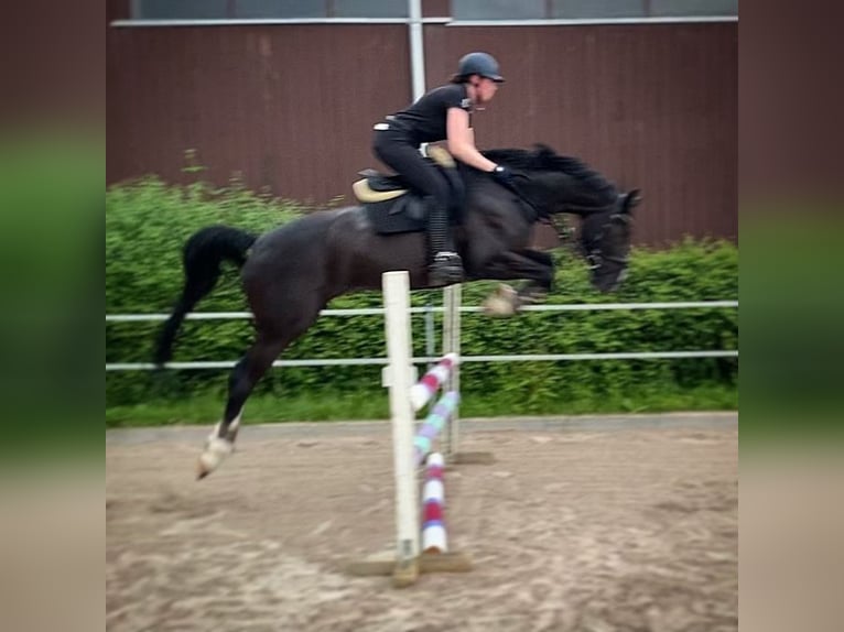 Oldenburgo Caballo castrado 15 años 170 cm Negro in Balingen
