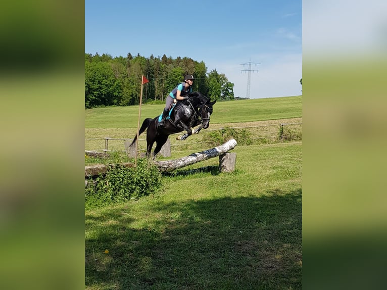 Oldenburgo Caballo castrado 15 años 170 cm Negro in Balingen