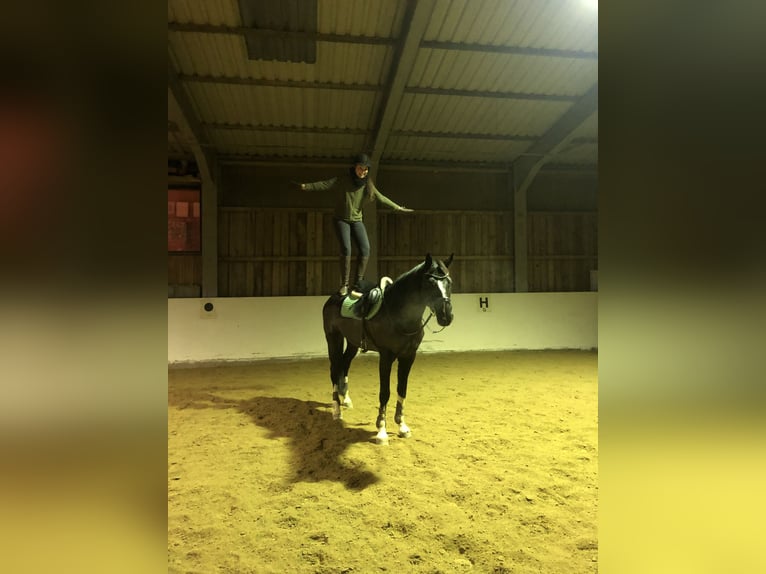 Oldenburgo Caballo castrado 15 años 170 cm Negro in Balingen