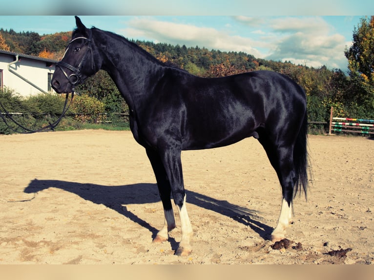Oldenburgo Caballo castrado 15 años 170 cm Negro in Balingen