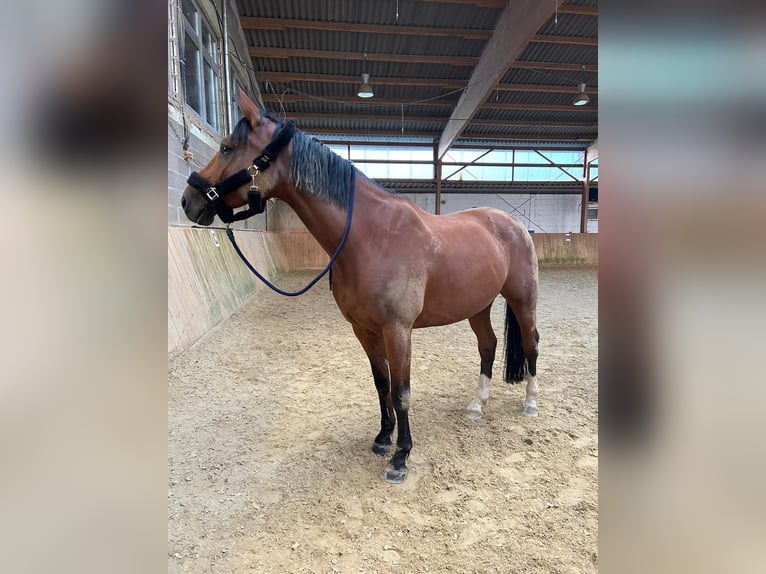 Oldenburgo Caballo castrado 15 años 172 cm Castaño in Schönborn
