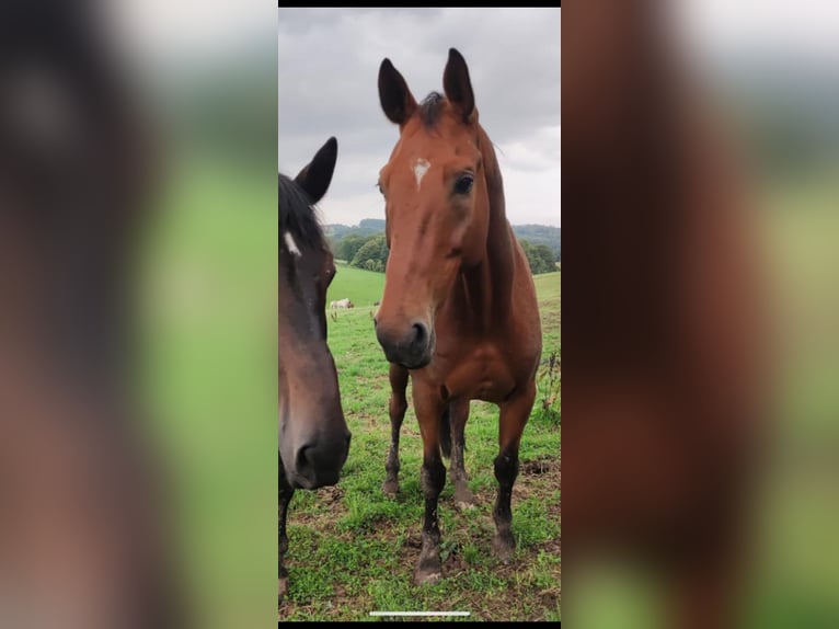 Oldenburgo Caballo castrado 15 años 172 cm Castaño claro in Leverkusen