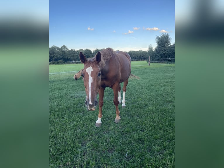 Oldenburgo Caballo castrado 15 años 173 cm Alazán in Rheine