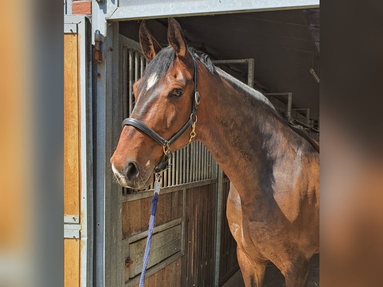 Oldenburgo Caballo castrado 15 años 174 cm Castaño oscuro in Hinte