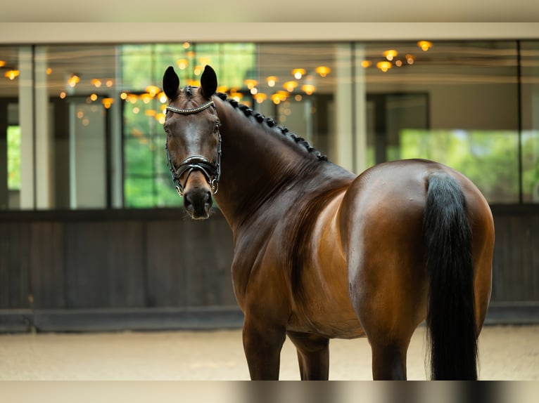 Oldenburgo Caballo castrado 15 años 176 cm Castaño oscuro in Mol