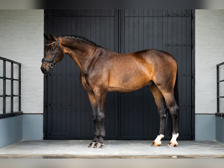 Oldenburgo Caballo castrado 15 años 176 cm Castaño oscuro in Mol