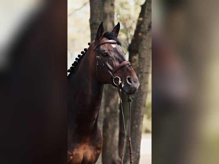 Oldenburgo Caballo castrado 15 años Castaño oscuro in Dąbrówka