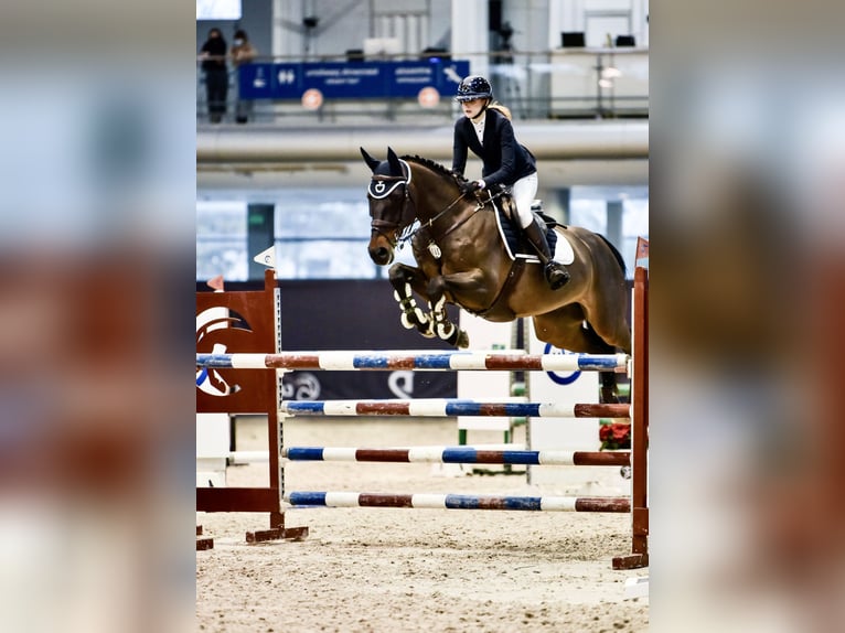 Oldenburgo Caballo castrado 15 años Castaño oscuro in Dąbrówka