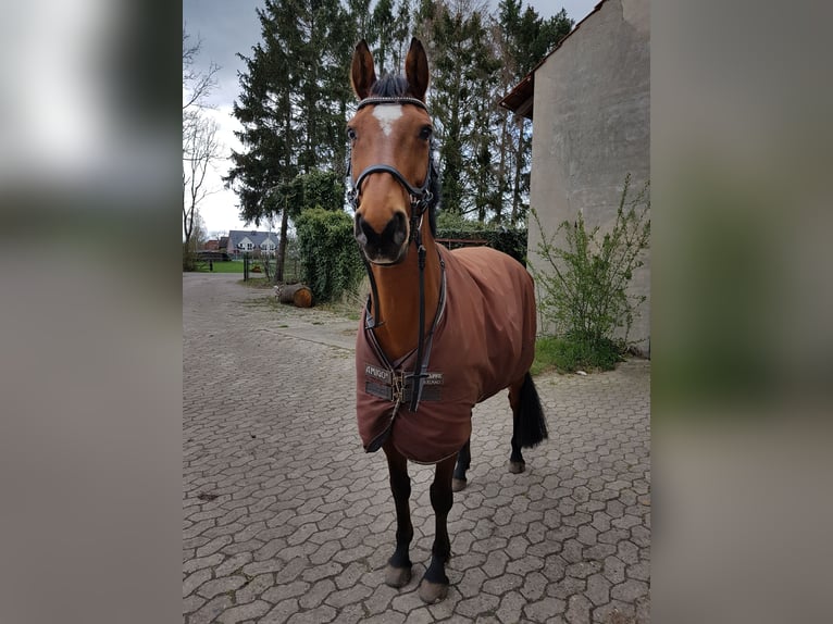 Oldenburgo Caballo castrado 16 años 154 cm Castaño in Weyhe