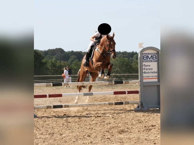 Oldenburgo Caballo castrado 16 años 164 cm Alazán in Holthusen