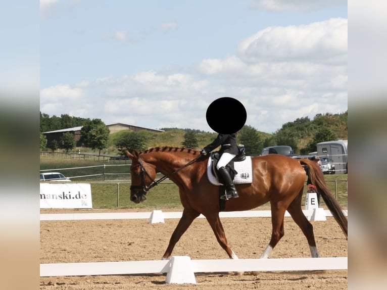 Oldenburgo Caballo castrado 16 años 164 cm Alazán in Holthusen