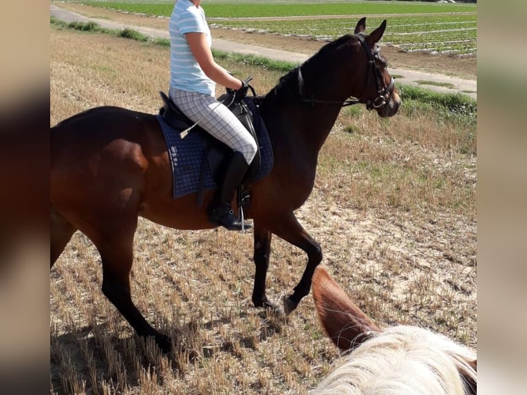 Oldenburgo Caballo castrado 16 años 164 cm Castaño in Wachtberg