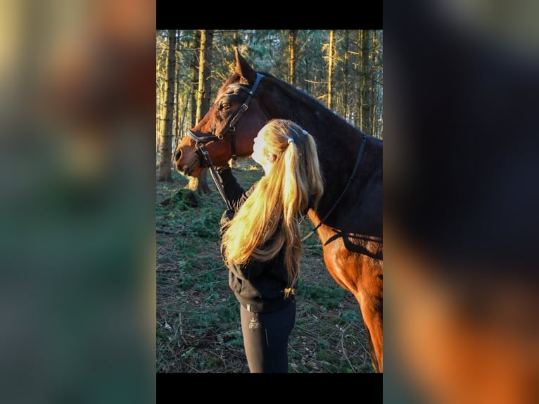 Oldenburgo Caballo castrado 16 años 167 cm Castaño in Plön