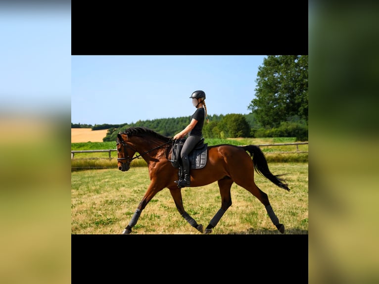 Oldenburgo Caballo castrado 16 años 167 cm Castaño in Plön