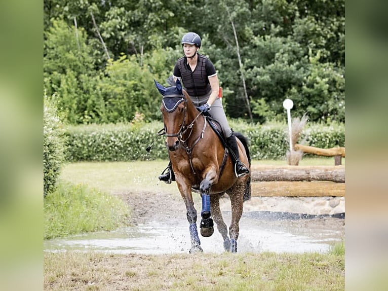 Oldenburgo Caballo castrado 16 años 170 cm Castaño in Bennewitz