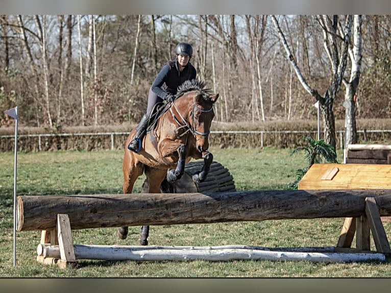 Oldenburgo Caballo castrado 16 años 170 cm Castaño in Bennewitz