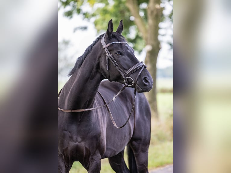 Oldenburgo Caballo castrado 16 años 172 cm Negro in Filsum