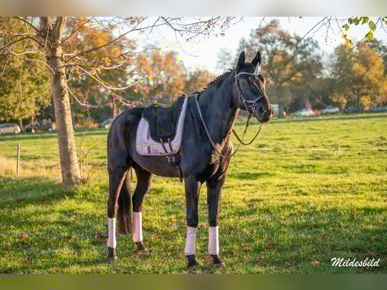 Oldenburgo Caballo castrado 16 años 172 cm Negro in Filsum