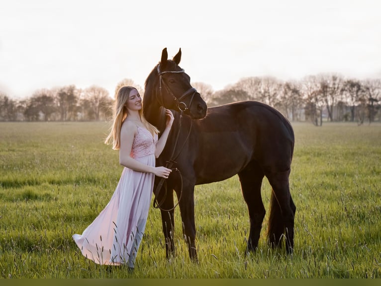 Oldenburgo Caballo castrado 16 años 172 cm Negro in Filsum