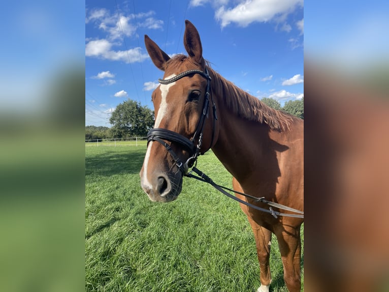 Oldenburgo Caballo castrado 16 años 173 cm Alazán in Rheine