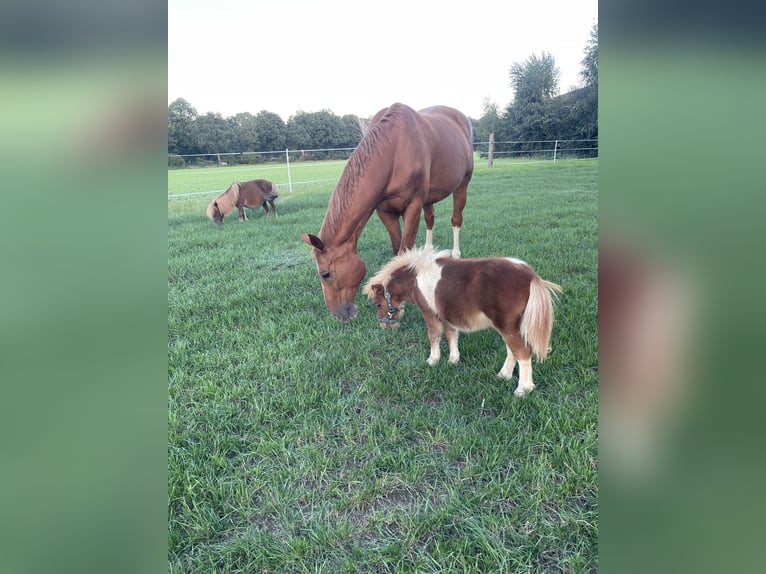 Oldenburgo Caballo castrado 16 años 173 cm Alazán in Rheine