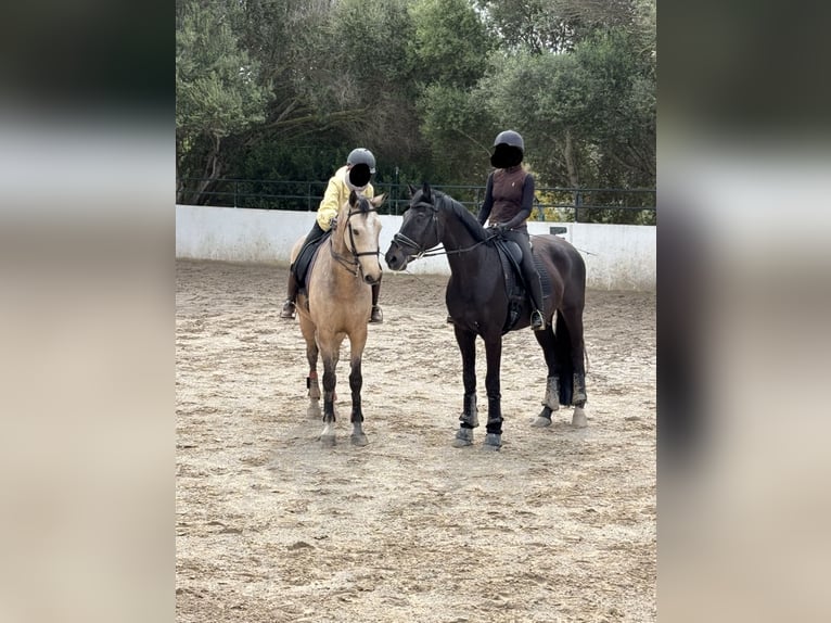 Oldenburgo Caballo castrado 16 años 173 cm Negro in Islas Baleares