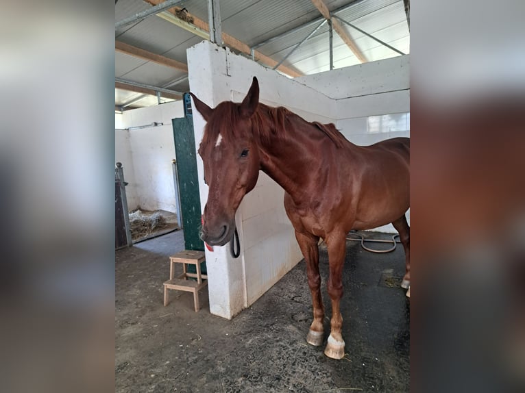 Oldenburgo Mestizo Caballo castrado 16 años 174 cm  in Wolkersdorf